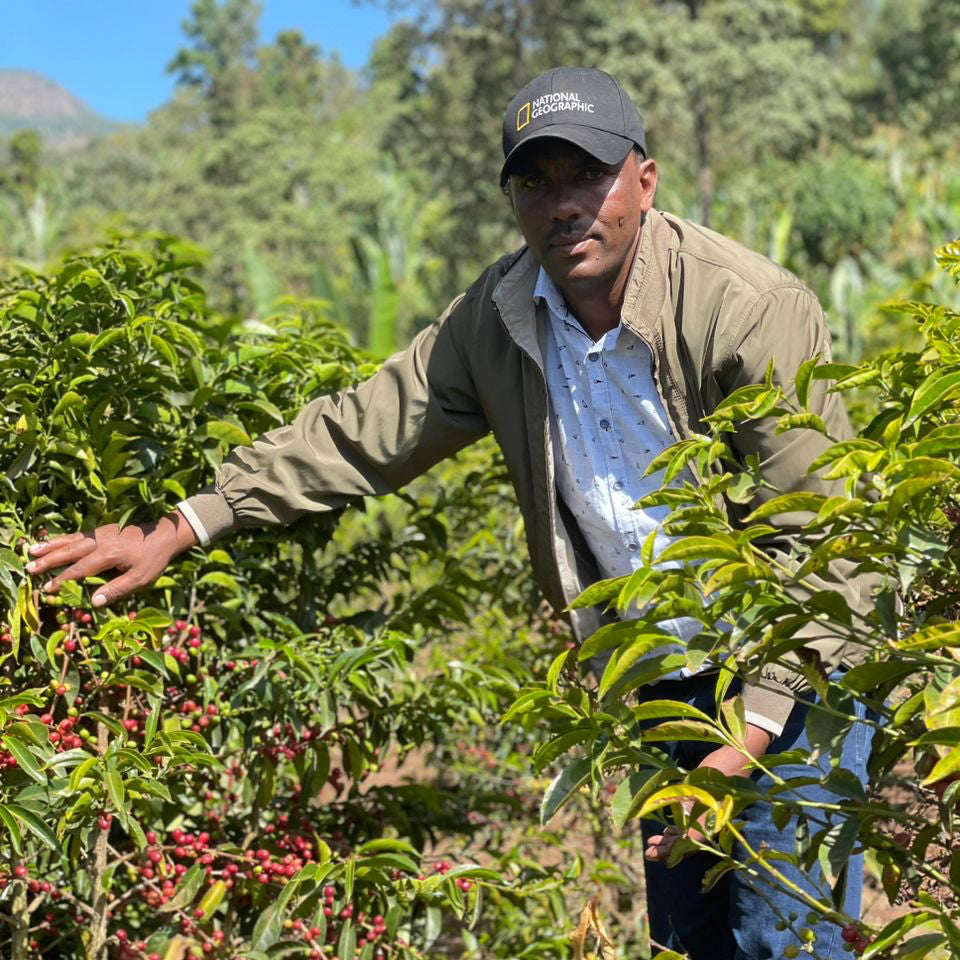 エチオピア モルケ ナチュラル