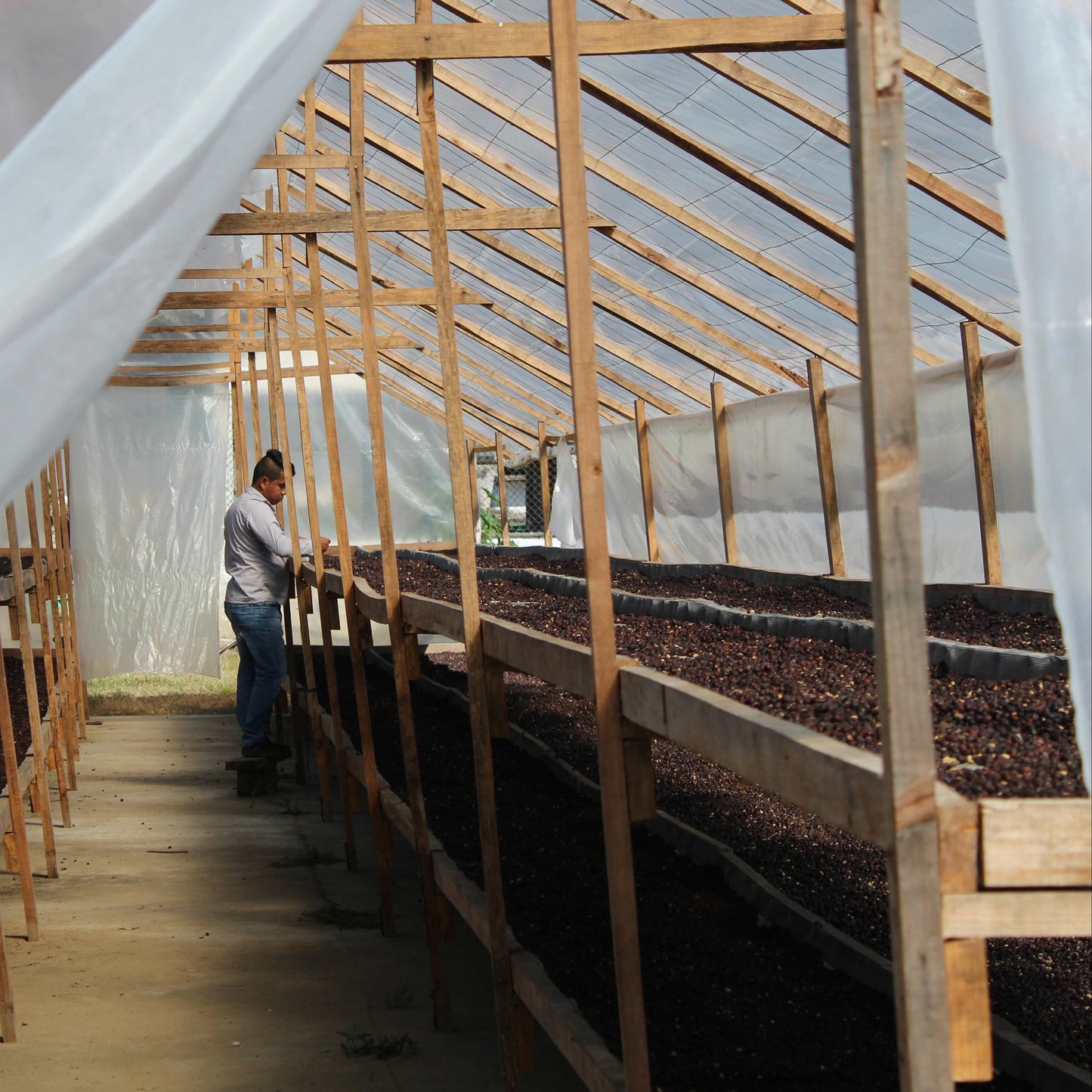 メキシコ ラ グロリア デ ガンテ アナエロビック ナチュラル